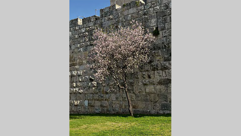 Im Angesicht Israels: Bild zu Symposium